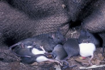 Graue Maus und seine Mäuse in einer Tüte Körner