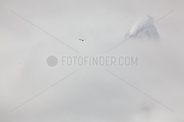 Skua in flight and glacier in the fog Antarctica