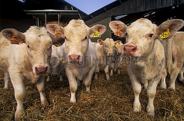 Vaches charolaises dans une étable France