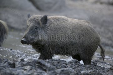 Wild Boar in its sludge Spain