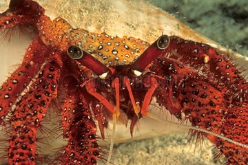 PortrÃ¤t von Hermit Crab New Caledonia
