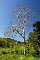 Deciduous tree Vallee des Roches New Caledonia