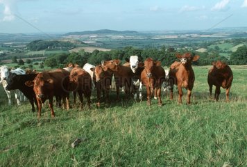 Herd of cattle Cotswolds Escarpment United Kingdom