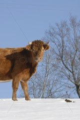 Aubrac Heifer two years in the snow France