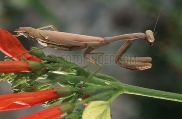 Mediterranean Mantis on flower Europe
