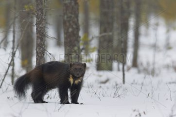 Wolverine standing on snow in woodland wetlands - Finland