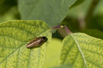 Dusky cockroach on a leaf - Denmark