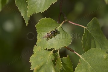 Soldierfly male on a leaf - Denmark