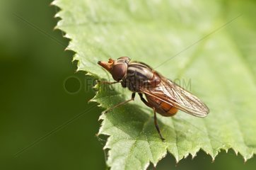Hoverfly on a leaf - Denmark