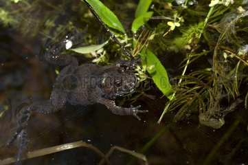 Fire-bellied toad on aquatic vegetation - Denmark