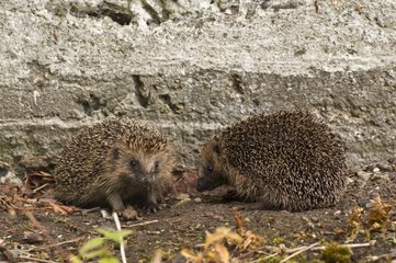 Western European Hedgehogs against a wall - Denmark