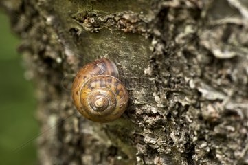 Snail on bark - Denmark