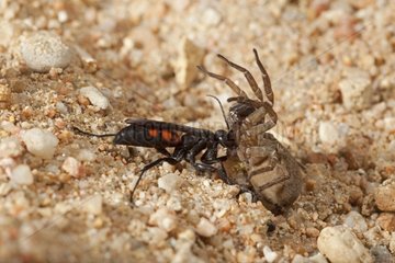 Spider Wasp having captured and paralyzed spider - France