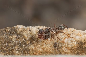Ants on rock - France