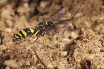 Mason wasp building nest with mud - France