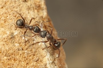 Ant carrying another ant - France