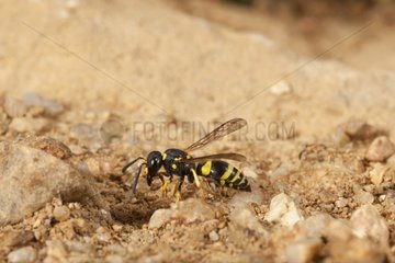 Mason wasp nest with mud Manufacturer - France