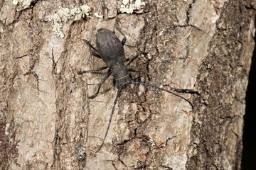 Longicorn Beetle on bark - France