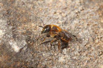 Gold-fringed Mason Bee waiting for the first rays of the sun
