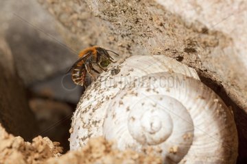 Gold-fringed Mason Bee building its nest in snail shell