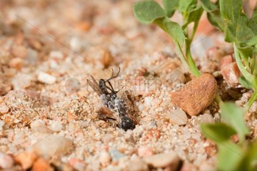 Spiny Digger Wasp entering its nest with prey - France