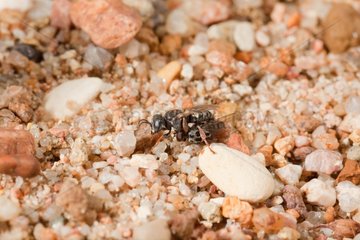Spiny Digger Wasp entering its nest with prey - France