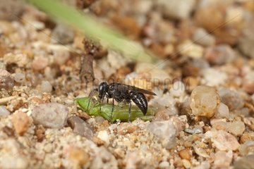 Burrowing wasp carrying a grasshopper to its nest - France
