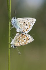 Common Blue mating on a stem - France