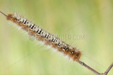 Drinker Moth caterpillar on a twig - France