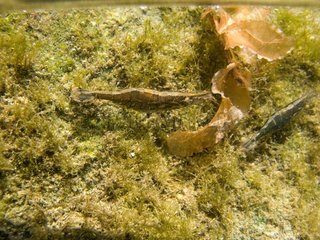 Freshwater Shrimp in the Rhone River France