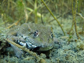 European Frog underwater in an oxbow of the Rhone River