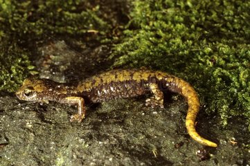 French Cave salamander on a rock