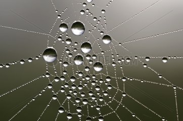 Drops of dew on a spider web France