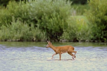 Roe Deer crossing a water Reserve Allan France