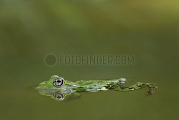 Lowland Frog swimming Auvergne France