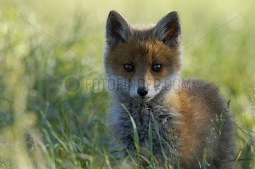 Face to face with a Fox cub at twilight Vosges France