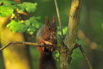 Rote Eichhörnchen  das im Herbst Ile-de-France Frankreich in Zweig isst