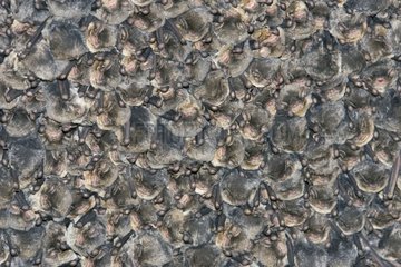 Colony of Schreibers Long fingered bats in a cave Italy