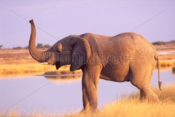 Elephant at the edge of the water National park of Etosha
