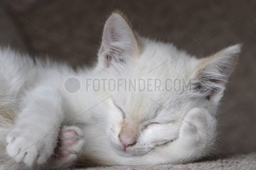 Weißes Kätzchen  der Frankreich schlaft