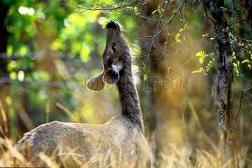 Cerf axis mangeant des feuilles PN de Bandhavgarh Inde