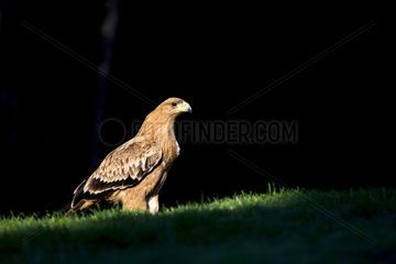Spanish imperial eagle (Aquila adalberti) on ground  Cordoba  Spain