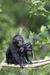 Young Celebes crested macaques (Macaca nigra) on a branch  Tangkoko National Park  Sulawesi  Indonesia