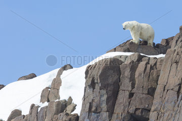 Polar bear (Ursus maritimus) female on rock  Spitsbergen  Svalbard.