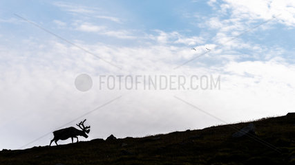 Svalbard reindeer (Rangifer tarandus platyrhynchus) walking against the hillside  Spitsbergen