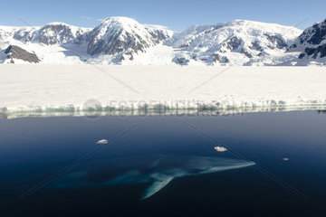 Antarctic Minke Whale (Balaenoptera bonaerensis)  Wilhelmina Bay  Antarctic Peninsula