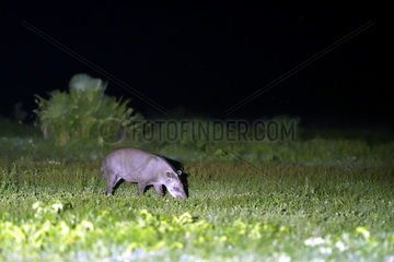 South american tapir (Tapirus terrestris) grazing at night  Pantanal  Brazil
