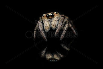 Jumping spider (Simaethula sp) on black background  Australia