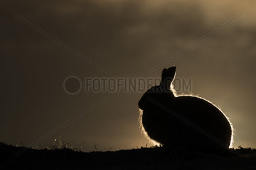 A Mountain Hare (Lepus timidus) blocks the sun in the Cairngorms National Park  UK.