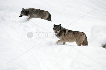 Grey wolf (Canis lupus) in the snow